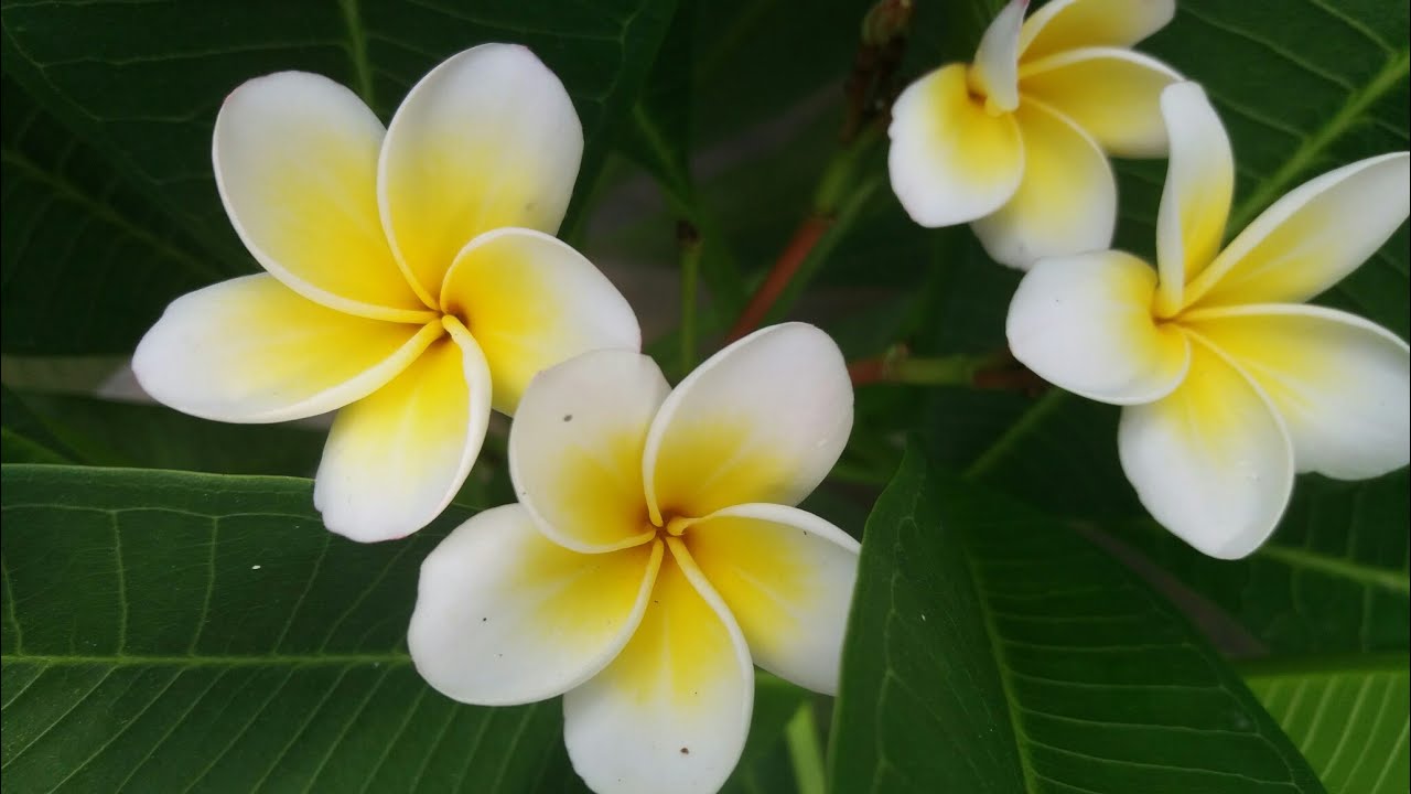How to grow and care Plumeria Plant//Green Garden RBL🌼🌼 YouTube