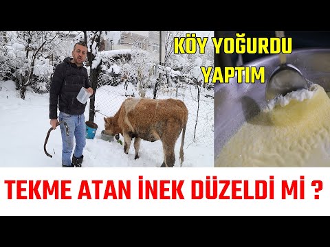 İNEK SAĞIMI TEPEN İNEK VE SON DURUM