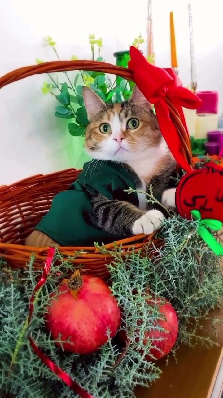 Top des vidéos très mignon petite chaton