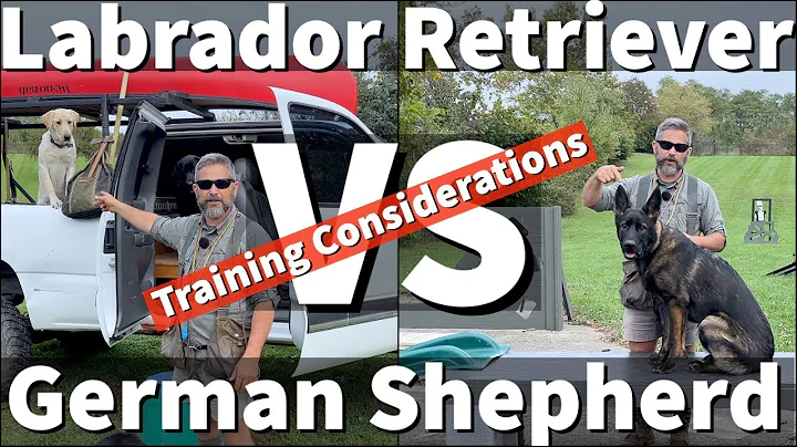 Labrador Retriever VS German Shepherd | Transferri...