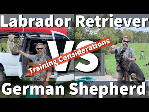 Labrador Retriever VS German Shepherd | Transferring Dog Training Skillsets