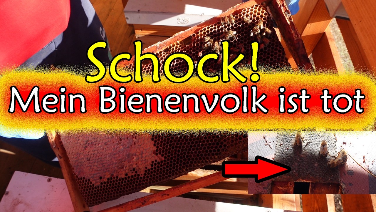 Bienensterben verhindern, totes Bienenvolk! Die schockierenden Gründe, die jeder Imker kennen muss!