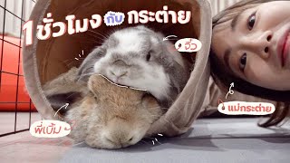 1 ชั่วโมงกับกระต่าย! เจ้าจิ๋วและพี่เบิ้ม🐰💗 | mintchyy