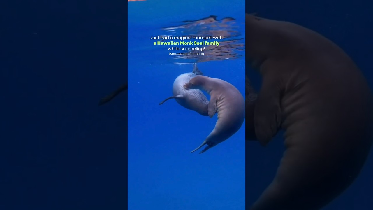 Have you ever seen a Hawaiian Monk seal?😍 