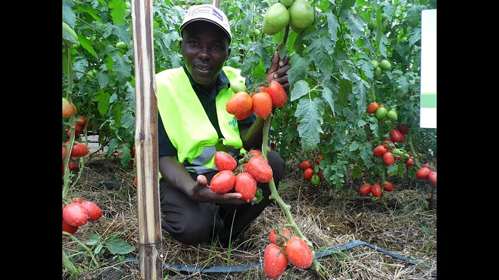 What you need to know about variety tomato of Tylk...