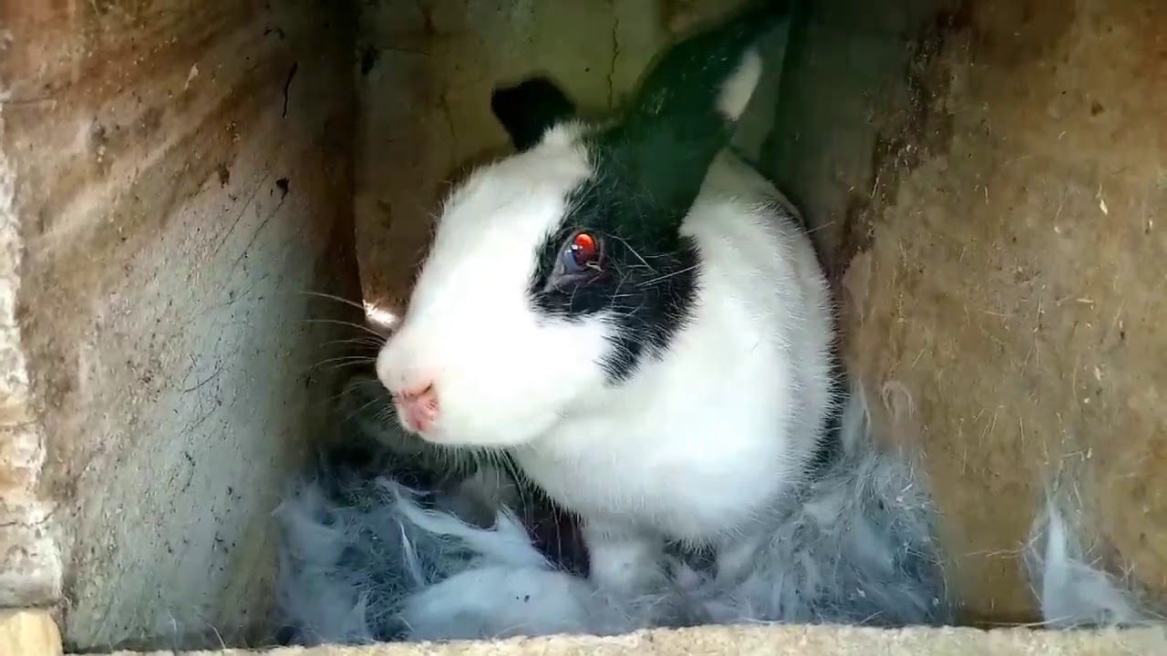 Have You Ever Seen A Pregnant Rabbit Deliver Before || This Vlog Is For