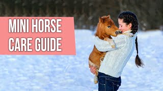Pony & Mini Horse Care Guide  How to Care for a Miniature Horse?