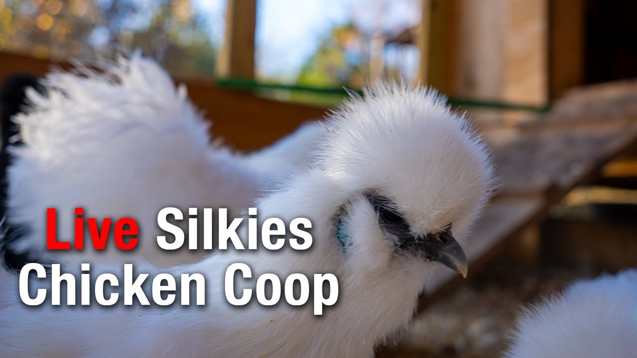 Adorable Bantam Silkie Chicks LIVE | Relaxing All-Day Coop Stream