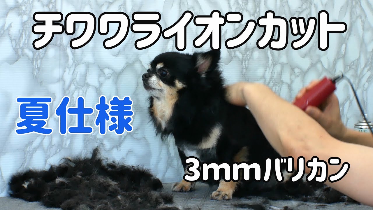 Chihuahua Grooming Lion Style チワワ君ライオンカット Youtube