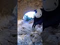 ASI se ve la #Cueva Perico en la #montaña del Cid #escalada #trail #ruta #adventure