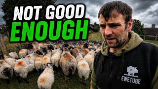 Our Lambs Haven’t Done As Well As We Hoped…