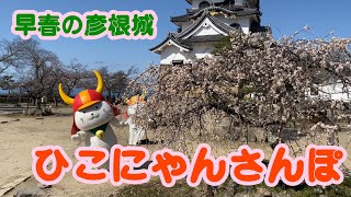 32 早春の彦根城 ひこにゃんさんぽ - YouTube