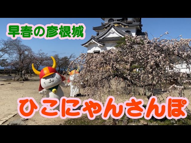 32 早春の彦根城 ひこにゃんさんぽ - YouTube