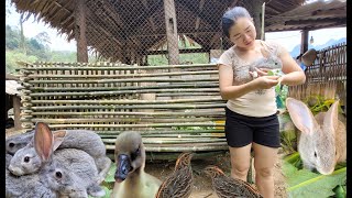 Hoan - Daily life new: Build rabbit and quail cages |  New life