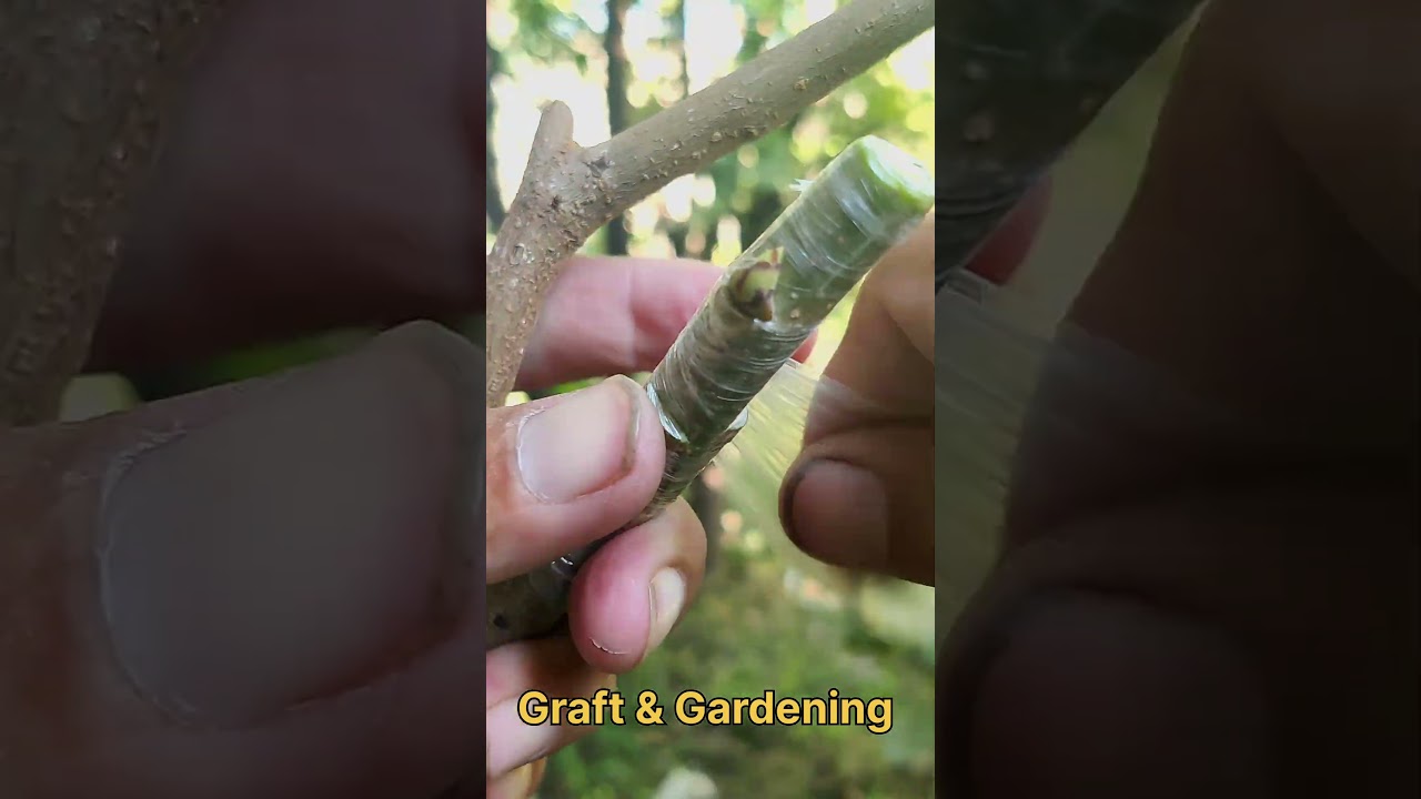 Amazing GRAFTING Fruit & Flower to Double The Beauty & Fruit Quality.