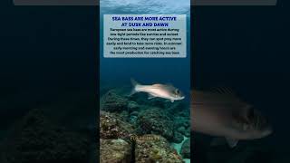 Sea Bass Are More Active at Dusk and Dawn