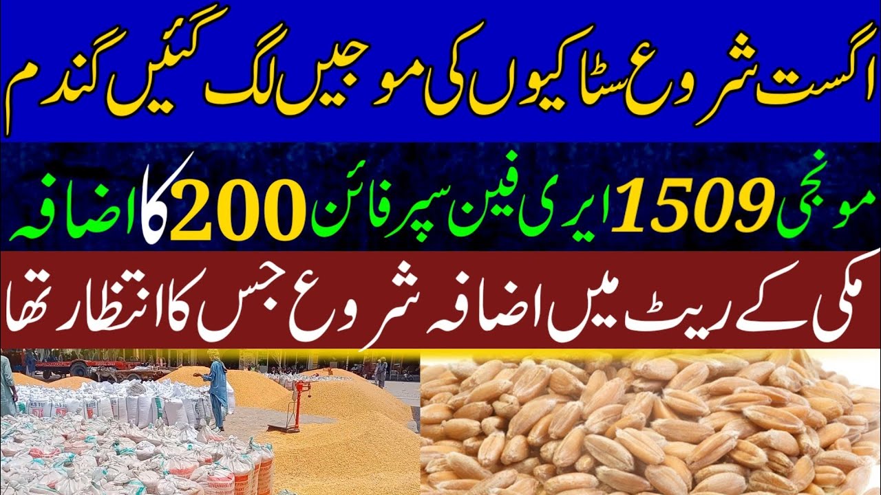today gandam makki rate in Punjab 2023|New1509 DHAN 2023 Munji price ...