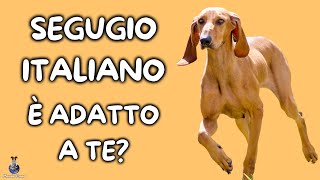 Segugio Italiano: Cosa Sapere