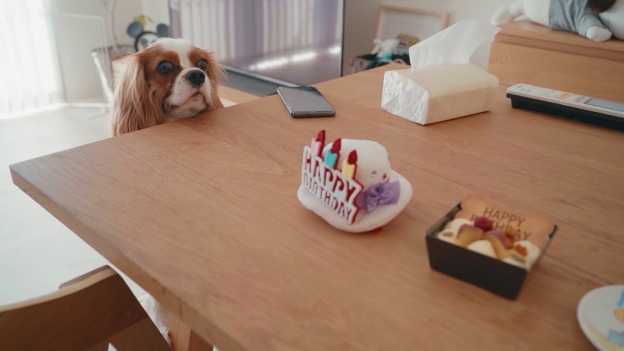 リノ4回目の誕生日。ノアと一緒にお祝い