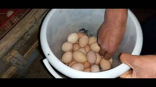 Bayramga tovuqlarimiz xursand qildi bizni 😉👍😀 we collect chicken eggs