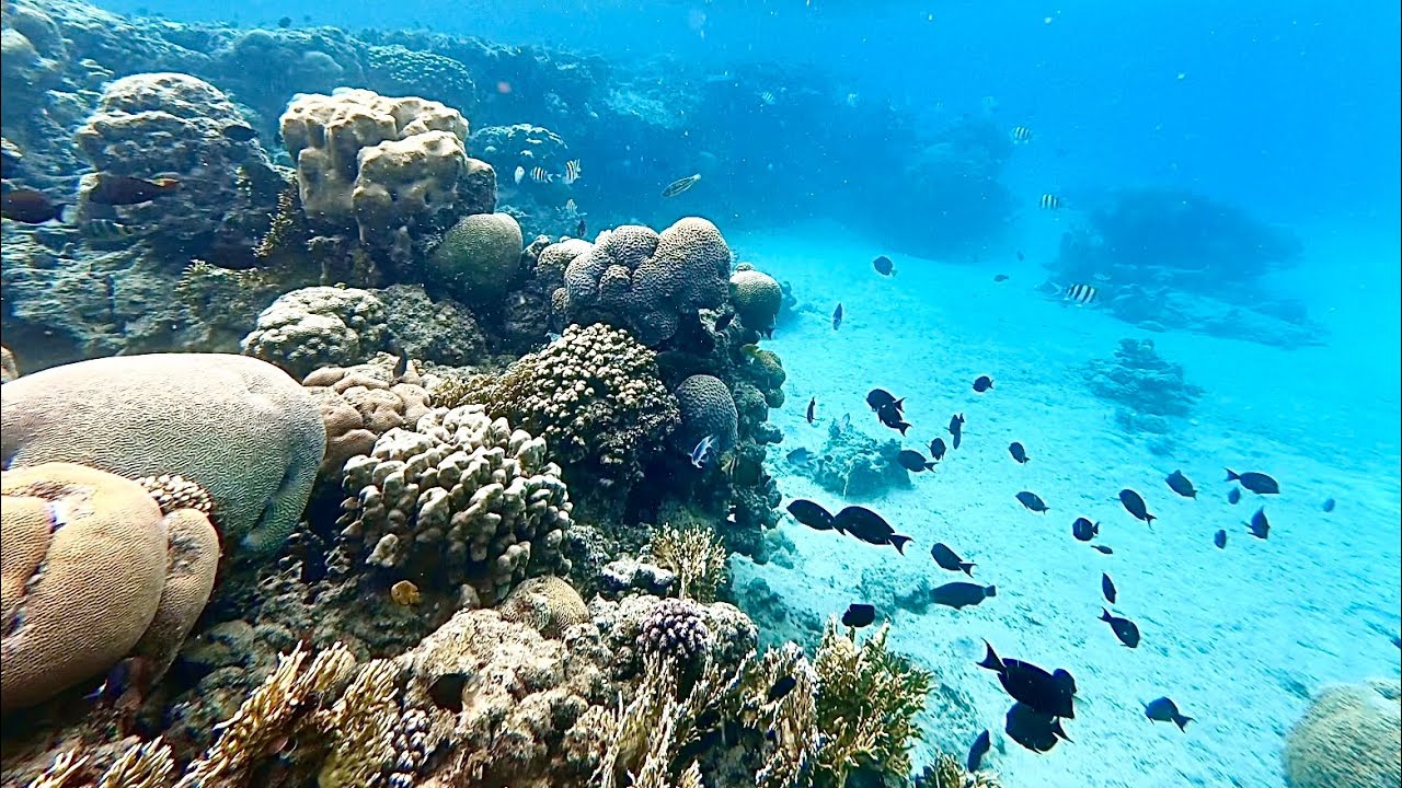 Aqaba Snorkelling | Day 1 | South Beach