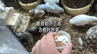 鹌鹑和芦丁鸡为树叶吵架