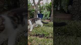 Maine coon cats, female black silver bicolor and her dad despacito