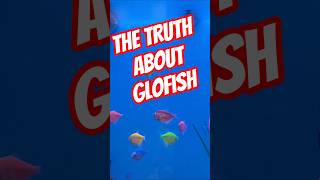 The Truth And Lies About Glofish What Are Glofish