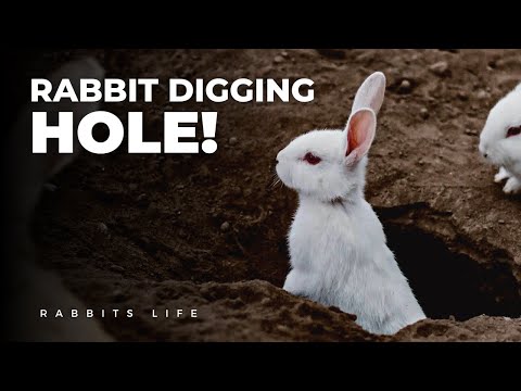 Video: Where do hares live and do they dig holes?