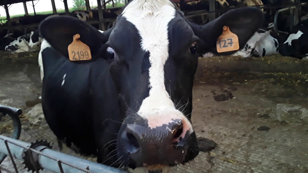 تربية أبقار الحلوب بإيطاليا