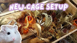 Natural Hamster Cage Setup // Roborovski hamster