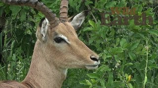 WildEarth - Sunset Safari - February 11, 2020