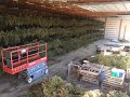 Hanging and Drying Organic Hemp