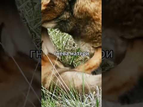 первая охота волчих щенков #звери #природа #волки #волчята #wolf #kurtlar #kurtyavrusu #кролик