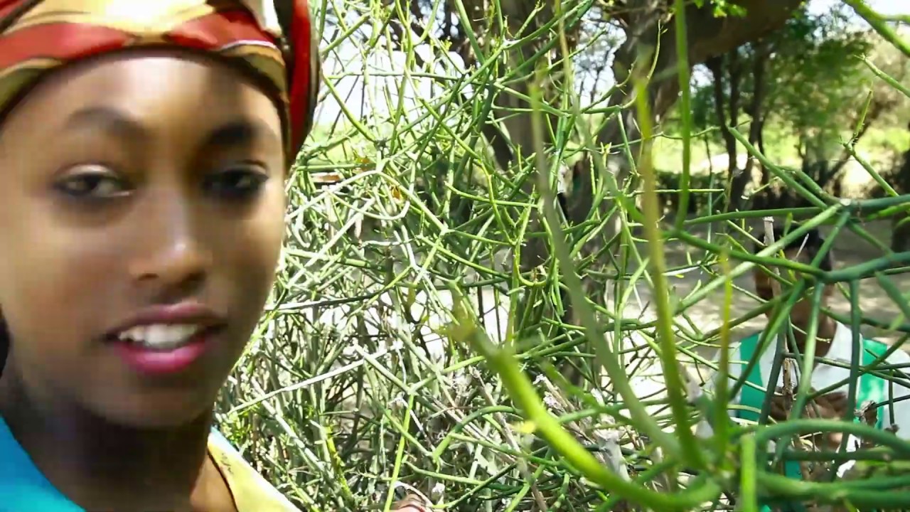 Dabalee Alemuu/New Ethiopian /Oromoo music video 2020 /Itti Kafaleera /Oromiffa Traditional music/