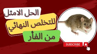 الطريقه الصحيحه والنهائيه للتخلص من الفئران عند الحمام والطيور