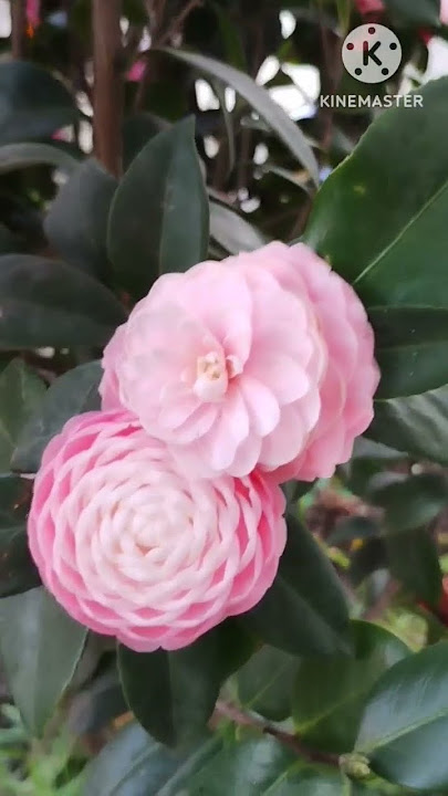 Beautiful Camellia Flowers #viralshort #beautiful #flowers #garden