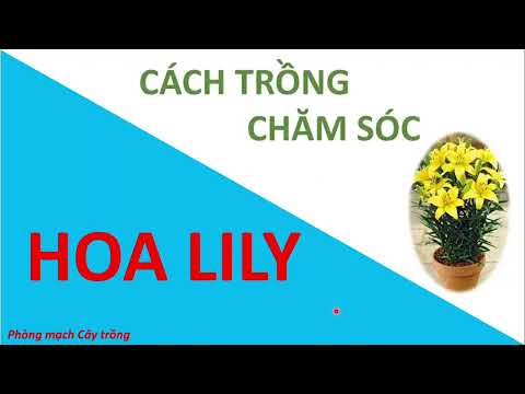 Video: Trumpet Lily Chăm Sóc Cây - Thông Tin Về Hoa Loa Kèn Và Cách Chăm Sóc Chúng