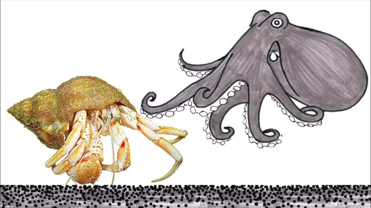 Warum wohnt der Einsiedlerkrebs eigentlich in einem Schneckenhaus? - YouTube
