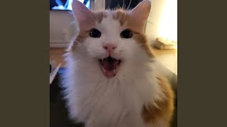 Putte My Maine Coon (Radio Edit) - Patricia Atterfalk