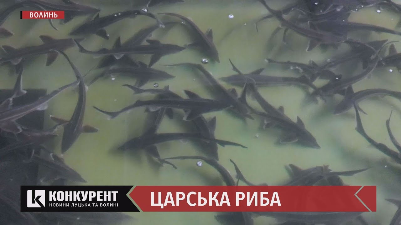 Волинь могла б годувати рибою всю Європу: репортаж з форелевого господарства