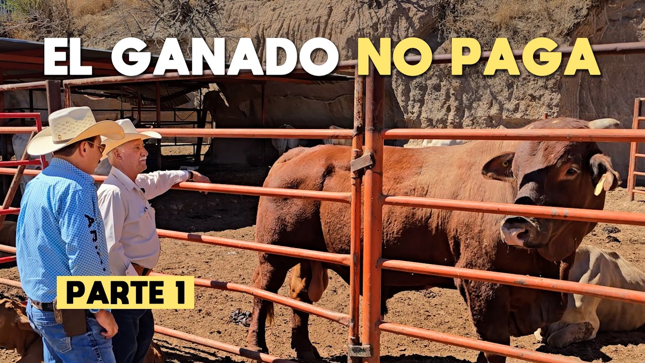 PURO SACRIFICIO y MUCHO ORGULLO ES LO NOS DEJA SER GANADERO