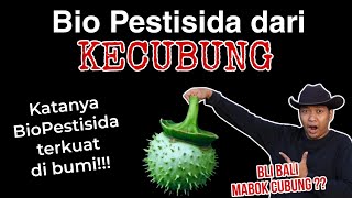 Biopestisida Kecubung!! Hama jadi M4BOK?? Begini Penjelasannya