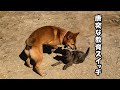 急に絡みに来るようになった先住犬に驚きながらもイケイケ陽キャ過ぎる子犬