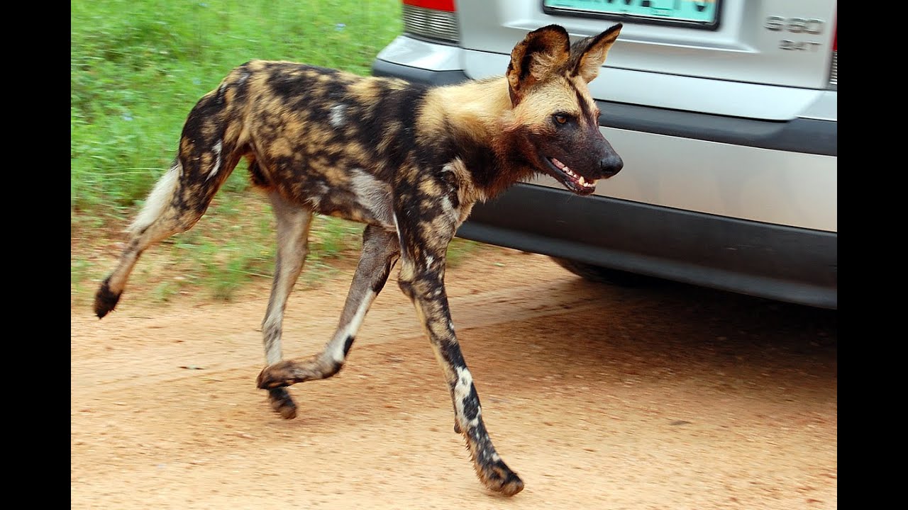 African Wild Dog Pet YouTube