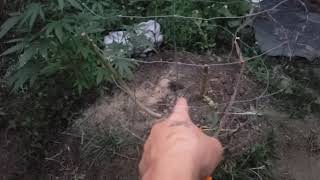 Grow big or go Home update