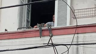 Common Marmosets on the streets of Rio de Janeiro