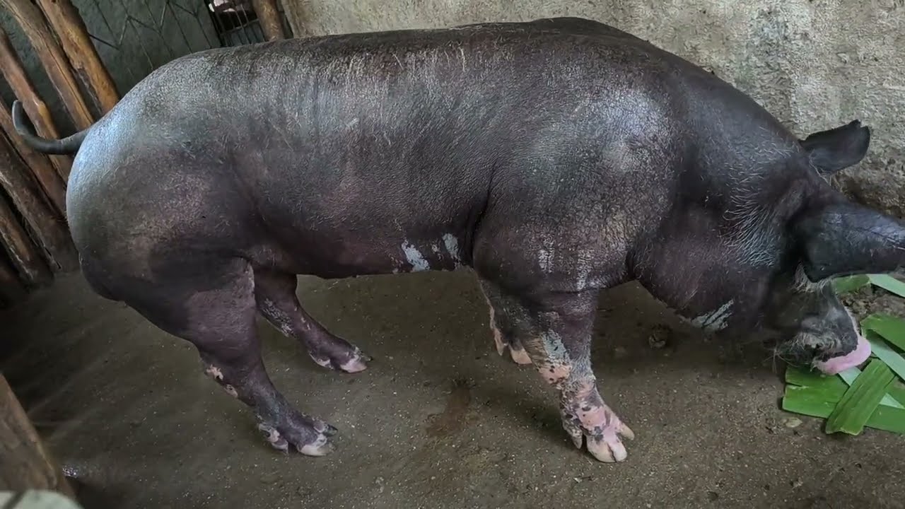 PIETRAN belga no chiqueiro alternativo do Eufrásio.#suinocultura 