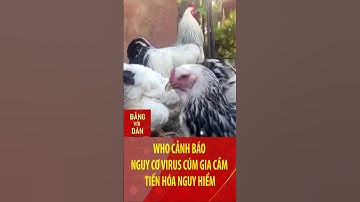 WHO cảnh báo nguy cơ virus cúm gia cầm tiến hóa nguy hiểm | Đảng với Dân #shorts