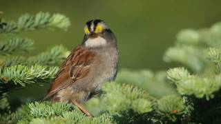 White-throated Sparrow: Whistler of the North